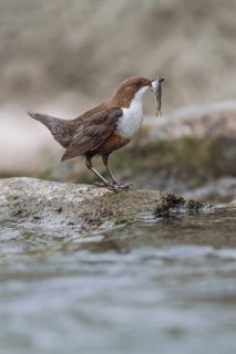 Wasseramsel, Cinclus cinclus White-throated Dipper, Cinclus cinclus