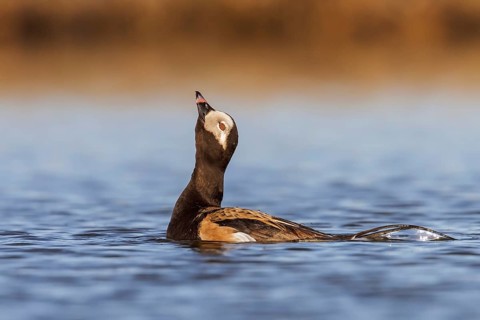 Long-tailed Duck (Clangula hyemalis) in a pond in the tundra near Churchill, Manitoba, Canada