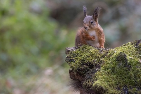 Red squirrel (Sciurus) on rootstock