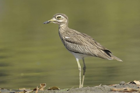 Senegal Thick-knee (Burhinus senegalensis), Gambia