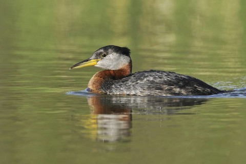 Red-necked Grebe (Podiceps grisegena), Alberta, Canada
