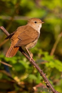 Nightingale, (Luscinia megarhynchos), animals, bird, songbird, family of passerines, classification