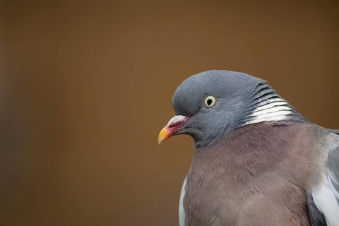Wood pigeon (Columba palumbus) adult bird head portrait, Suffolk, England, United Kingdom