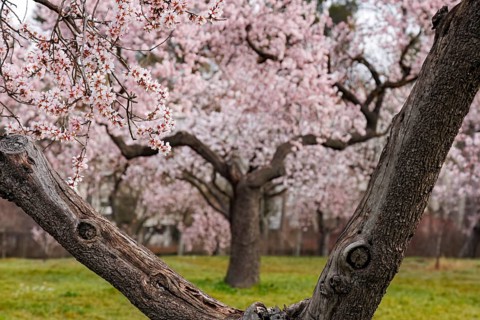 A park scene featuring almond trees in full bloom, showcasing delicate pink blossoms in the Quinta