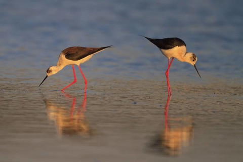 Black-winged Stilt (Himantopus himantopus) foraging, Greece
