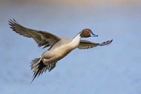 Northern Pintail (Anas acuta) male flying, British Columbia, Canada