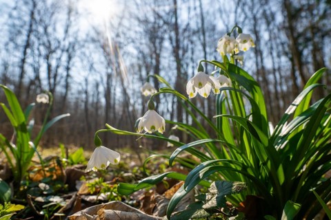 Spring snowflake (Leucojum vernum), blooming, backlit, Thuringia, Germany