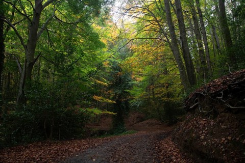 A serene forest path is framed by tall trees with vibrant autumn foliage. The sun gently filters