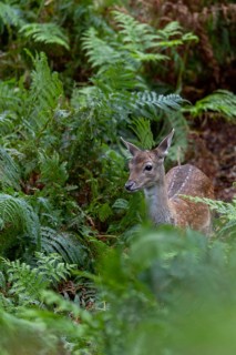 On this day I can only observe the fallow deer calf (Dama dama) and hope that the mother is still