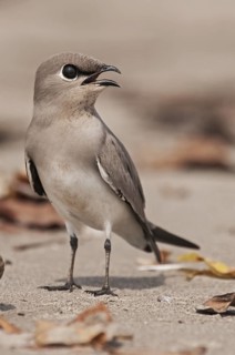 Small Pratincole (Glareola lactea) calling, Goa, India
