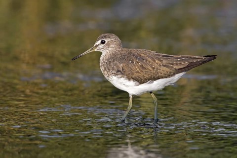 Green Sandpiper (Tringa ochropus), Saxony-Anhalt, Germany