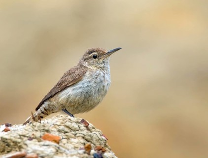 A Rock Wren (Salpinctes obsoletus) perched on a rock in the badlands of North Dakota