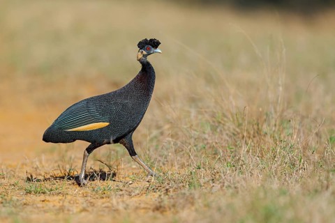 Kenya Crested Guinea Fowl, Crested Guineafowl, Guttera pucherani, Pintade de Pucheran, Pintada