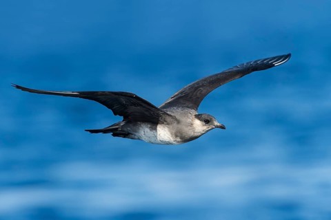 Parasitic Jaeger (Stercorarius parasiticus) flying, Eilat, Israel