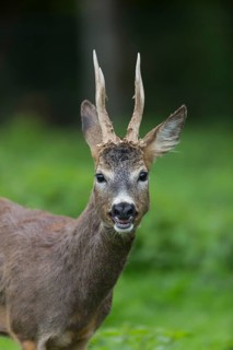 Portrait of a male Roe Deer, Roe buck (Capreolus capreolus). Some green vegetation in the distant