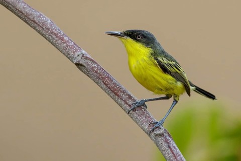 Common Tody-Flycatcher (Todirostrum cinereum) perched on a branch in the rainforest of Guyana