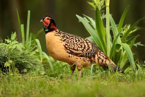 Cabot's Tragopan (Tragopan caboti) male perched on the ground, Fujian, China