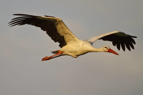 White Stork (Ciconia ciconia) male flying, North Rhine-Westphalia, Germany