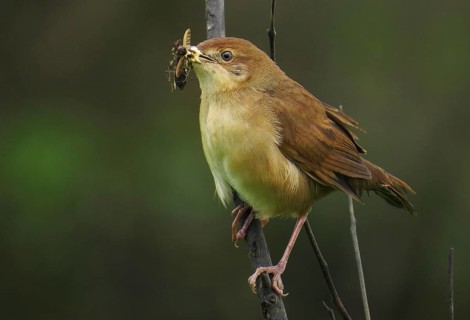 Broad-tailed Grassbird (Schoenicola platyurus) with insect in its beak, Maharashtra, India