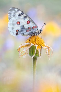 Roter Apollofalter (Parnassius apollo), mit geschlossenen Flügeln