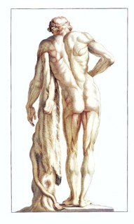 An anatomical model, back view, reproducing the proportions of the statue of Faunus in the Villa