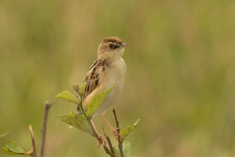 Pectoral-patch Cisticola (Cisticola brunnescens), Masai Mara, Kenya