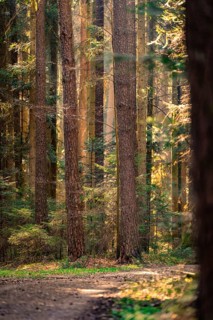 A quiet forest path in the golden light of the sun, Calw, Black Forest, Germany
