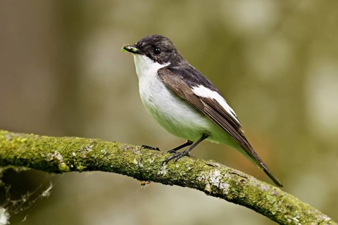 Pied Flycatcher (Ficedula hypoleuca), male sitting on a branch with insects in his beak, Canton
