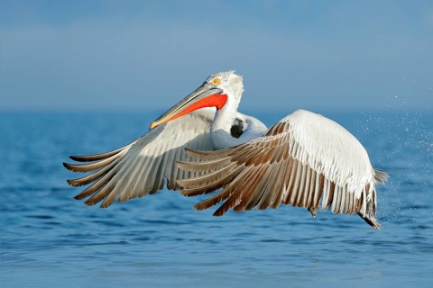 Dalmatian pelican, Pelecanus crispus, landing in Lake Kerkini, Greece. Pelican with open wings.
