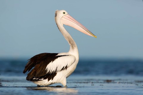 Australian Pelican (Pelecanus conspicillatus), Victoria, Australia