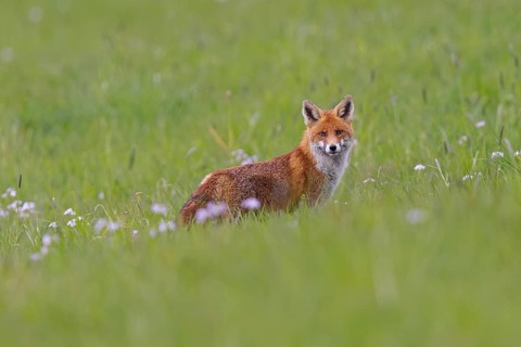 Red fox (Vulpes vulpes), close-up, adult standing on a flowering meadow in spring and looking at