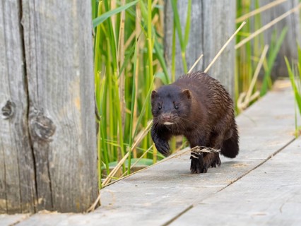 A mink sneaks up on you