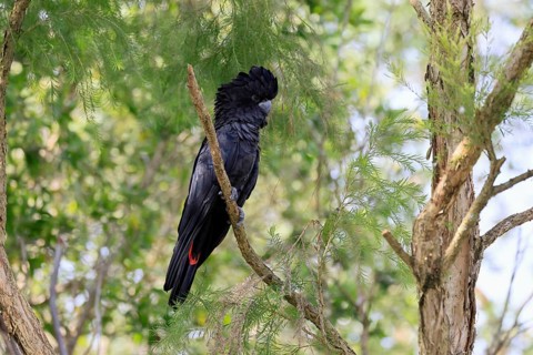 Red-tailed Cockatoo (Calyptorhynchus banksii), Banks' Cockatoo, adult, male, perch, alert,