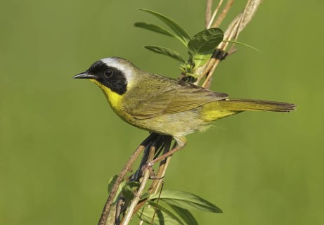 Common Yellowthroat (Geothlypis trichas), Maryland, USA