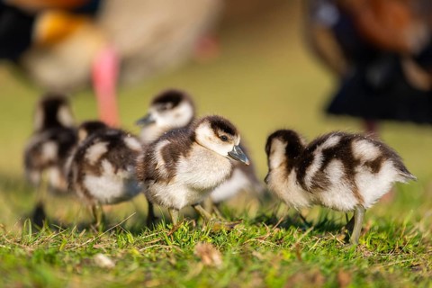 Egyptian goose (Alopochen aegyptiaca) cute chicks on a meadow at the shore of a lake, Bavaria,