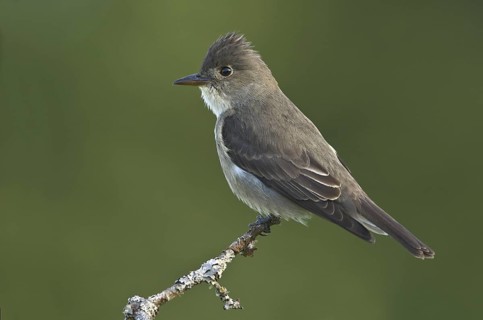 Olive-sided Flycatcher (Contopus cooperi), British Columbia, Canada