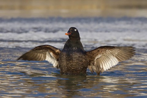 White-winged Scoter (Melanitta deglandi) male flapping wings, Ohio, USA