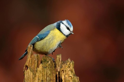 Eurasian Blue Tit (Cyanistes caeruleus), Utrecht, Netherlands