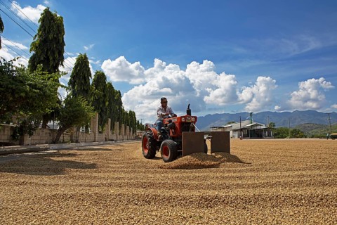 Guatemalan man spreading coffee beans with a machine to dry, coffee plantation in Jutiapa