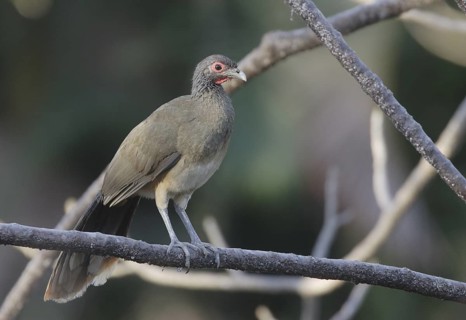 West Mexican Chachalaca (Ortalis poliocephala), Jalisco, Mexico