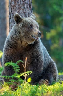 Eurasian Brown Bear (Ursus arctos) in forest, Finland