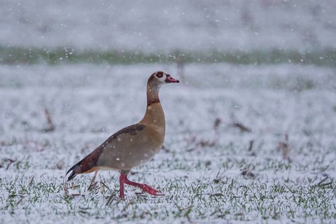 Egyptian Goose (Alopochen aegyptiaca), Baden-Wuerttemberg, Germany