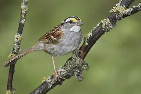White-throated Sparrow (Zonotrichia albicollis), Manitoba, Canada