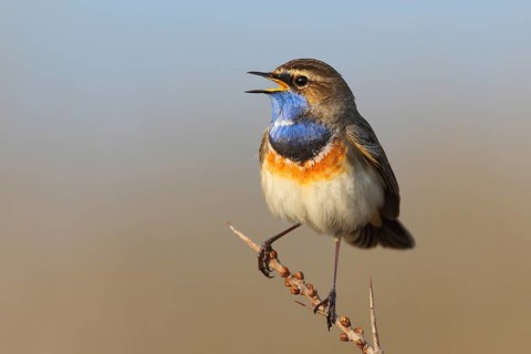 Bluethroat (Luscinia svecica cyanecula) male singing, Texel, Netherlands