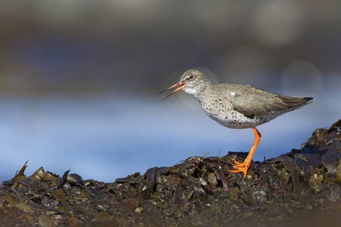 Common Redshank (Tringa totanus) calling, Myvatn, Iceland