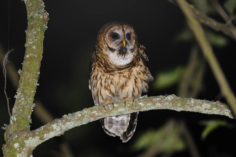 Fulvous Owl (Strix fulvescens), Guatemala