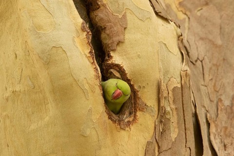 Rose-ringed Parakeet (Psittacula krameri) female peering out from nest hole, Hesse, Germany