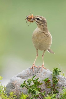 Tawny Pipit (Anthus campestris) carrying insect prey to feed young, Grobnik, Croatia