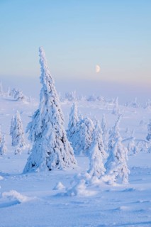Winter landscape with snow-covered trees, Riisitunturi National Park, Posio, Lapland, Finland
