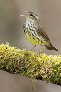 Northern Waterthrush (Seiurus noveboracensis) perched on a branch in Ontario, Canada